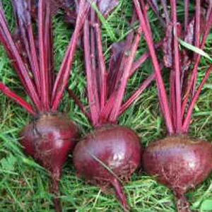 Bull's Blood Beet